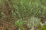 Hairy lipfern